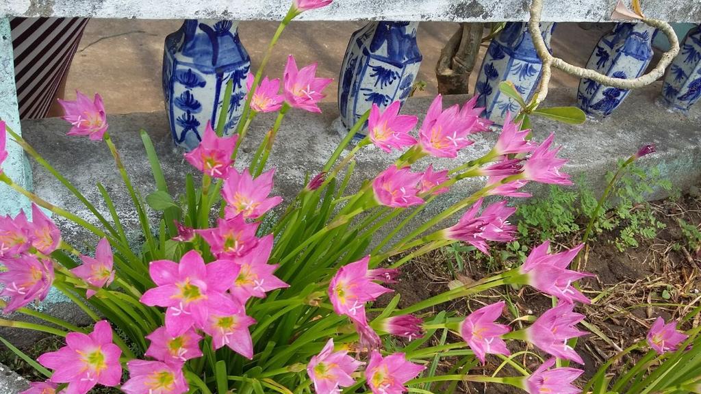 Center Homestay 会安 外观 照片